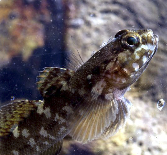 Gobius paganellus_3056